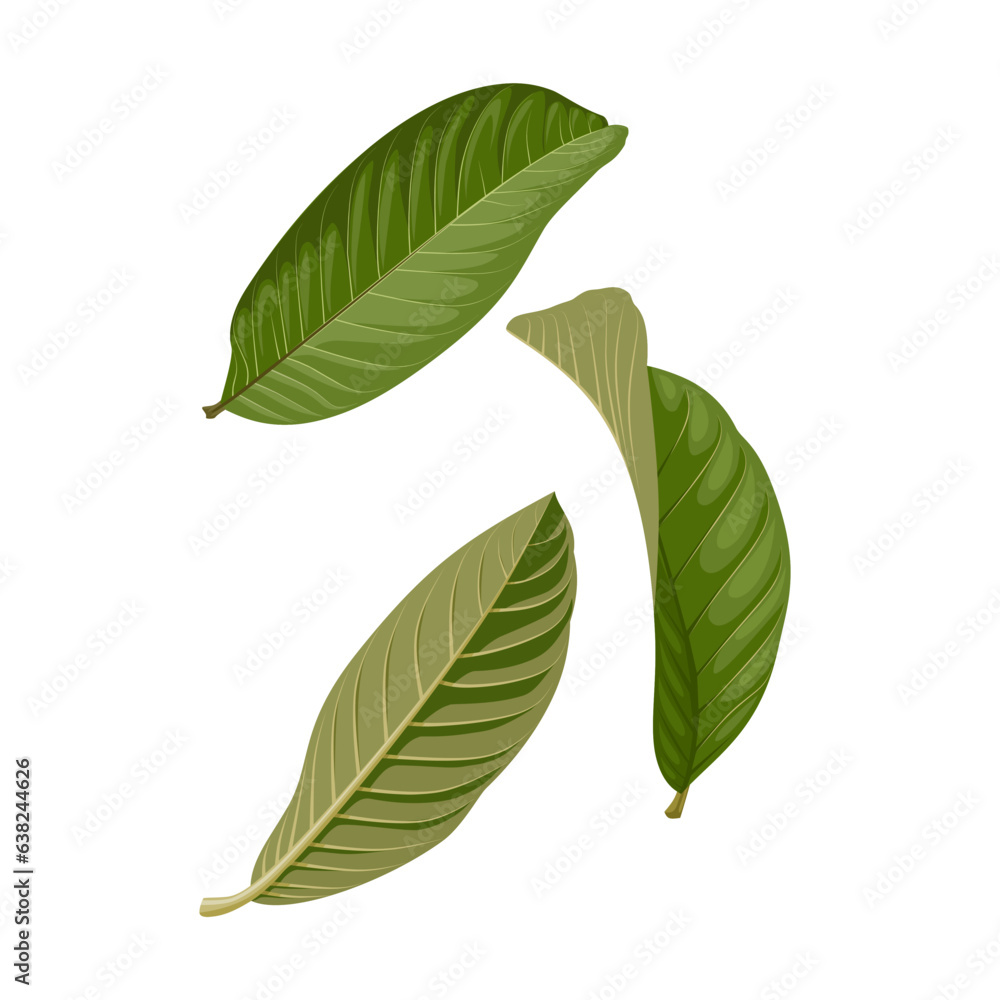 Vector illustration, guava leaf ,scientific name Psidium guajava, herb leaf, isolated on white background. Vector illustration, guava leaf ,scientific name Psidium guajava, herb leaf, isolated on white background.