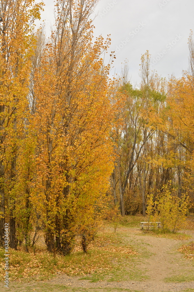 Bosque en otoño otoñal, caer, bosque, árbol, naturaleza, paisaje, árbol, hojas, amarilla, ciclos, hojas, follaje, cielo, anaranjada, madera, madera, dorada, abedul, al aire libre, color, abril, color 
