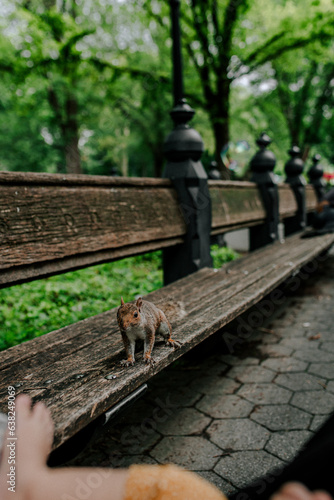 squirrel in the park 