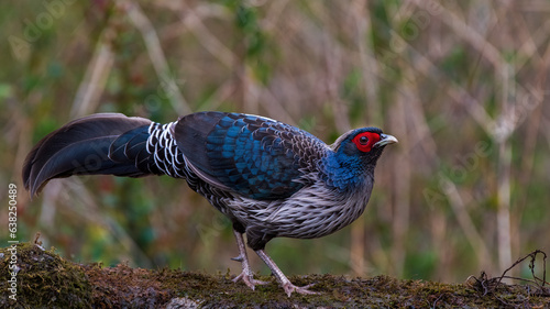 Khaleej Pheasant in wild.