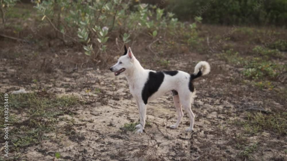 A beautiful black and white Canaan dog is standing outdoors. A beautiful black and white Canaan dog is standing outdoors.
