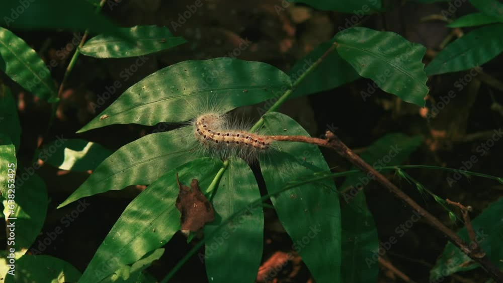 Cinematic shot of a hairy caterpillar moving on a green leave in the forest in Goa, India Cinematic shot of a hairy caterpillar moving on a green leave in the forest in Goa, India