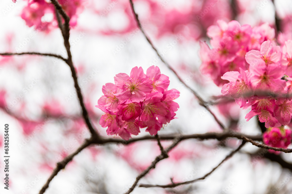 Obraz premium 三ツ池公園の景色