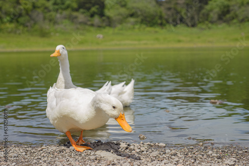 White ducks swimming in a lagoon. Carrizalillos lagoon in Comala, Colima. photo