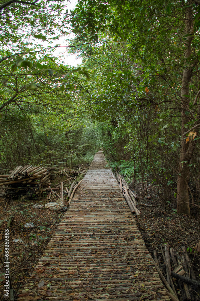 path in the woods