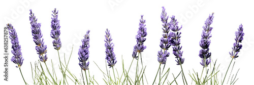 Lavenders On white