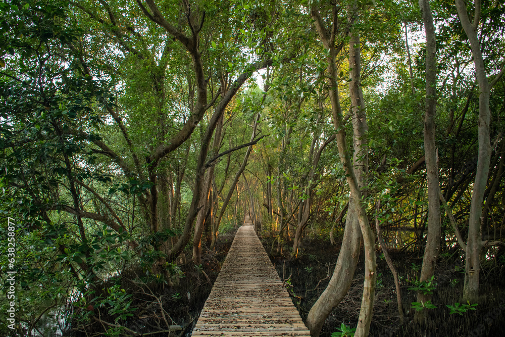 Obraz premium path in the forest