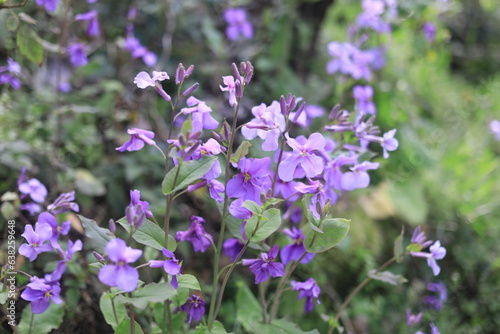 flowers in the field