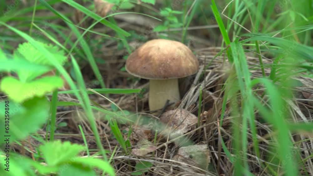 Boletus edulis growing between the blades of grass in the forest. The edible mushroom Boletus edulis. Boletus edulis growing between the blades of grass in the forest. The edible mushroom Boletus edulis.