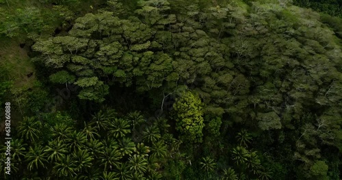 Aerial View of Lush Tropical Rainforest Canopy of Trees on Fatu Hiva Island Marquesas in South Pacific French Polynesia photo