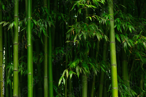 Close Up Bamboo Trunks Forest Texture