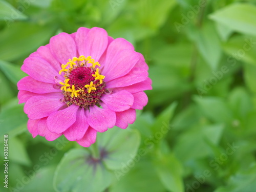 Purple zinnia blooming in the garden. Closeup photo  blurred.