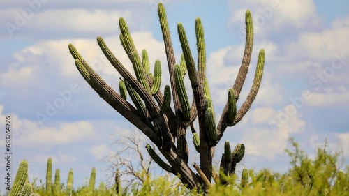 Cactus Cardón gigante