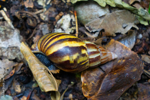 Placostylus Fibratus on woodland floor