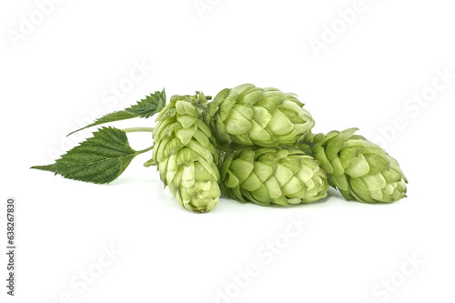 Hops cones in close up isolated on white background