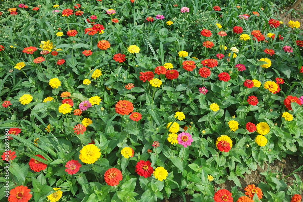 Beautiful Various Color Zinnia Elegans Flower Field