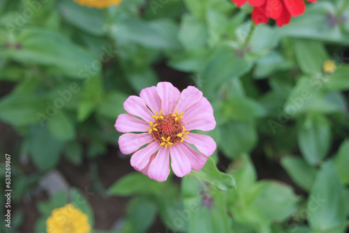 A Soft Pink Tiny Zinnia Elegans Flower