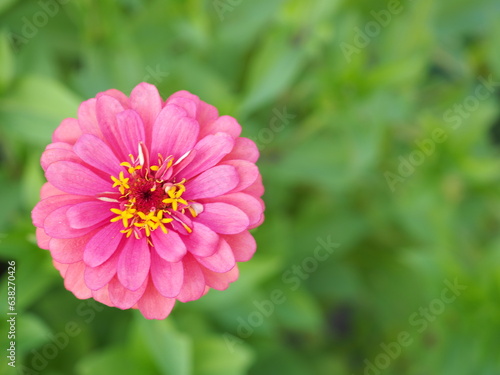 Beautiful pink zinnia flower in the garden. Closeup photo  blurred.