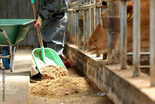 Obraz na płótnie 축산농가에서 우리 앞에 놓인 건초더미를 삽으로 청소중인 여성 농부