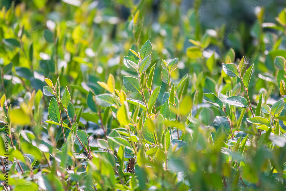 Fototapeta premium Green bushes with young leaves in the sunset
