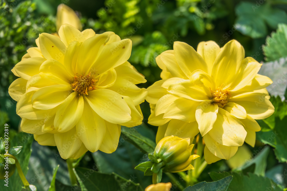 A wonderful Yellow dahlia flower is blooming in the garden. A wonderful Yellow dahlia flower is blooming in the garden.