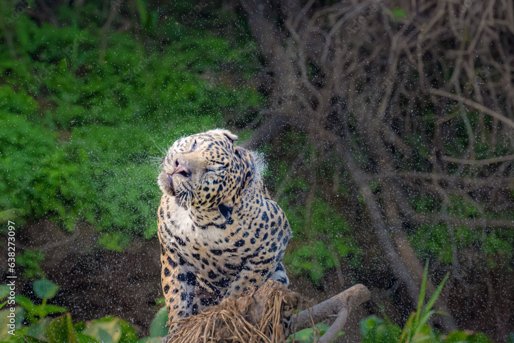 Jaguar spraying water during a head shake Jaguar spraying water during a head shake