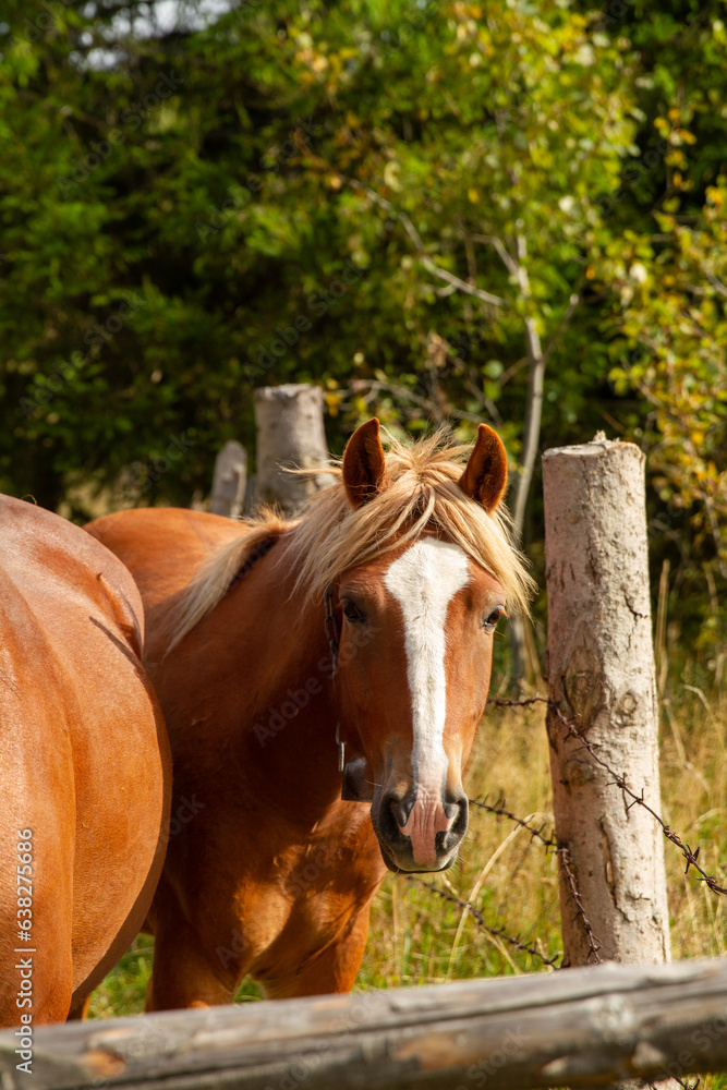 Obraz premium horse in the field