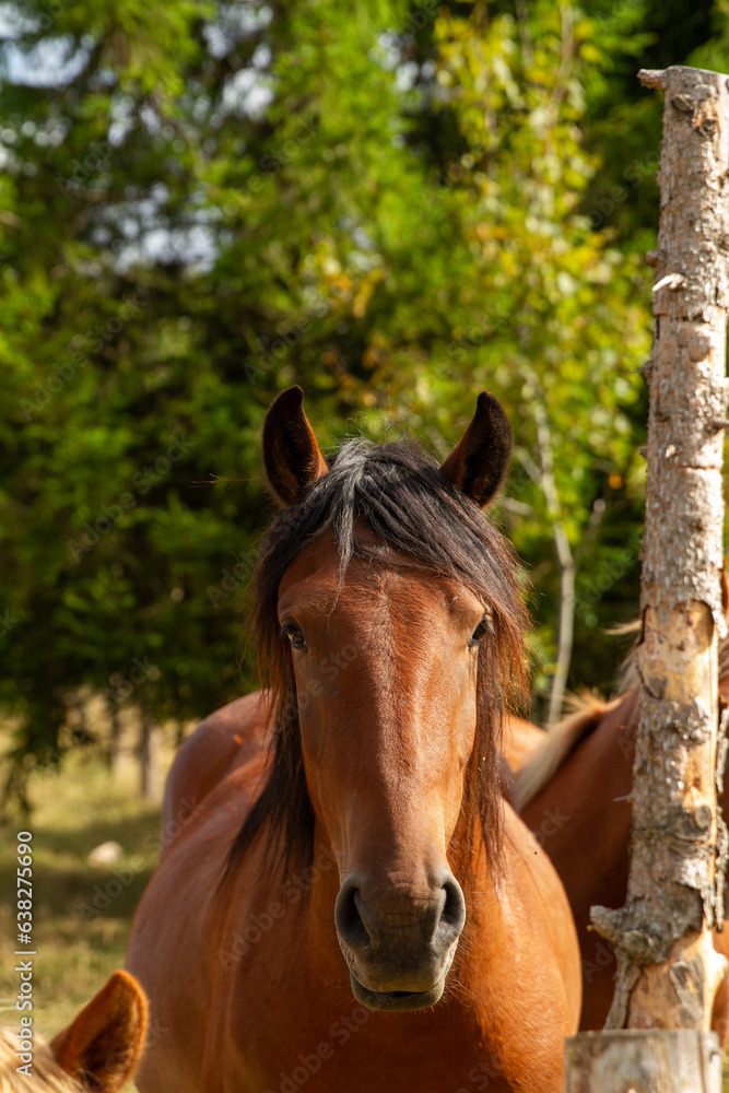 Fototapeta premium portrait of a horse
