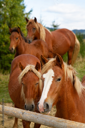 horses in the field © Jan