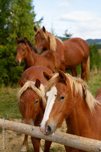 horses on a meadow © Jan
