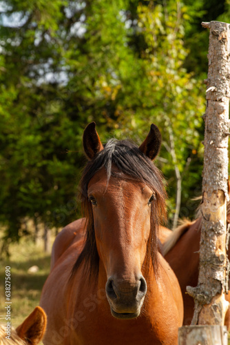 portrait of a horse