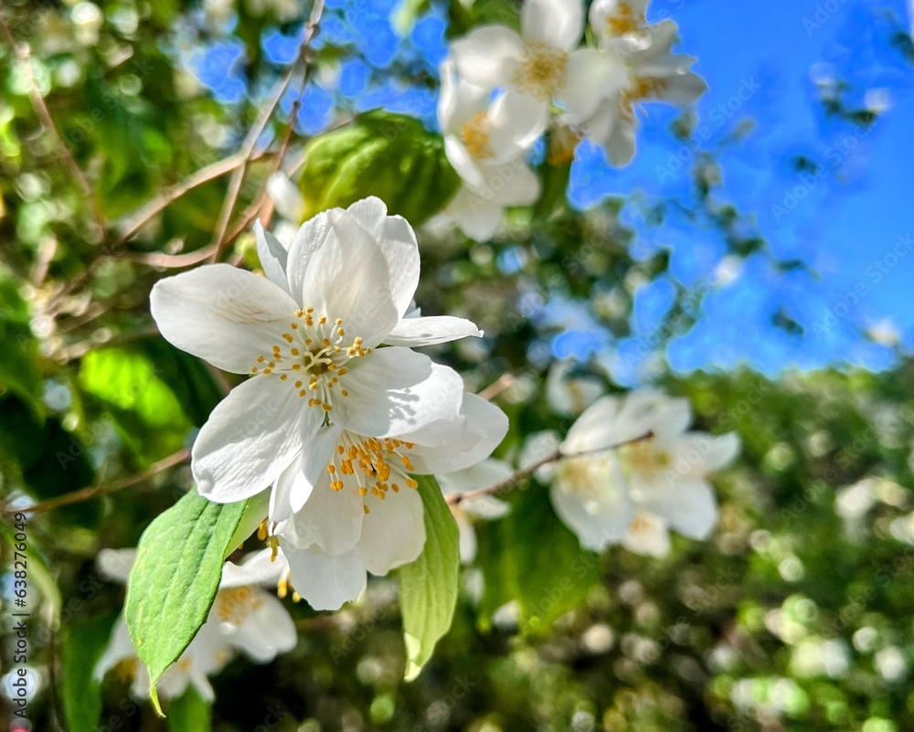 Fototapeta premium White Blossmos 