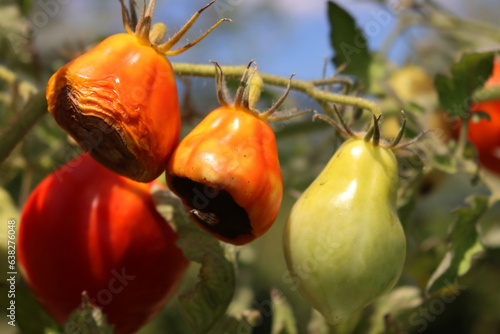 Red and green tomatoes with Apical rot disease on plant in the vegetable garden. Tomatoes disease