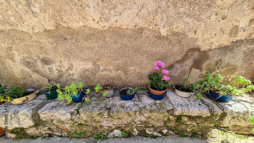 Numerous plants planted in colorful clay pots. Some are having colorful flowers, others are lush green. The plants are placed on a stony wall, against a sandy wall. Sunlight coming on them. Florist photo