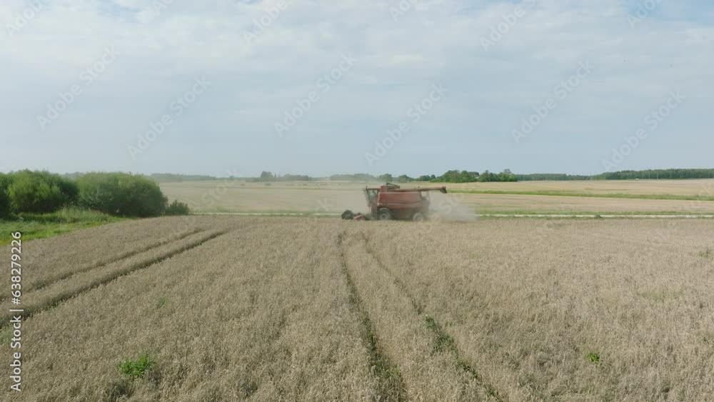 Aerial establishing view of combine harvester mowing yellow wheat, dust clouds rise behind the machine, food industry, yellow reap grain crops, sunny summer day, drone shot moving forward low Aerial establishing view of combine harvester mowing yellow wheat, dust clouds rise behind the machine, food industry, yellow reap grain crops, sunny summer day, drone shot moving forward low
