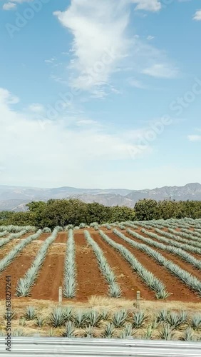 agave de tequila, agave landscape that is a cultural heritage of humanity by unesco, seen from the road