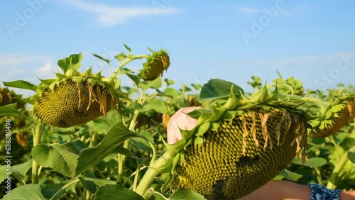 A woman's hand shows ripe sunflower with painted smile, waving leaf in greeting