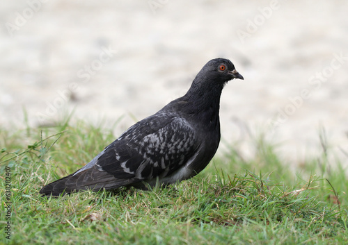 Rock dove pigeon bird standing on green grass