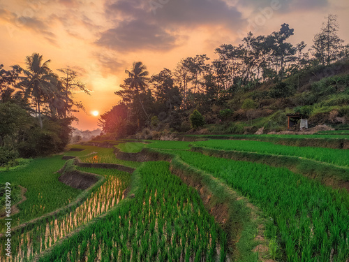 The view of the rice fields at sunset