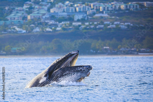 Humpback whales playing in Reunion island