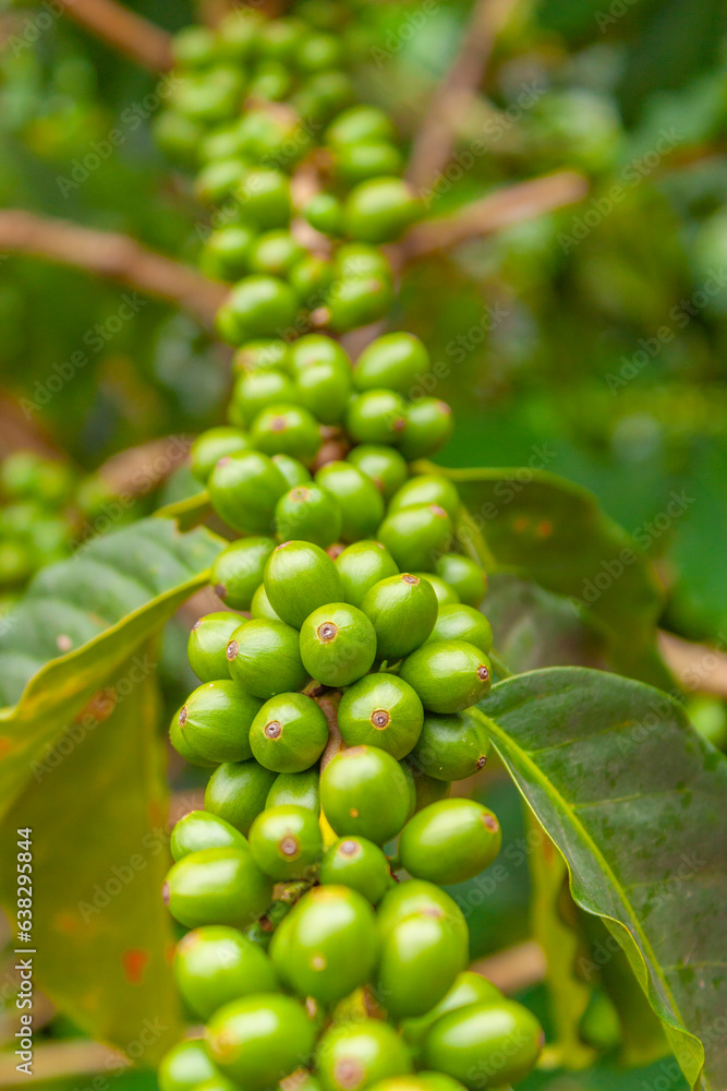 Plantas con Granos de Café Verde Plantas con Granos de Café Verde