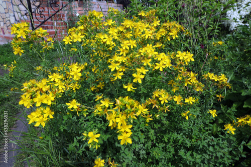 flowering medicinal plant St. John's wort (Latin Hypericum)