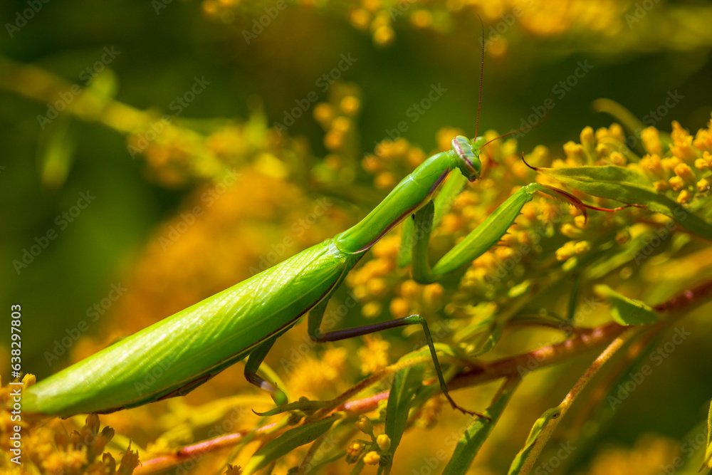 Common praying mantis, Mantis religiosa. Common praying mantis, Mantis religiosa.