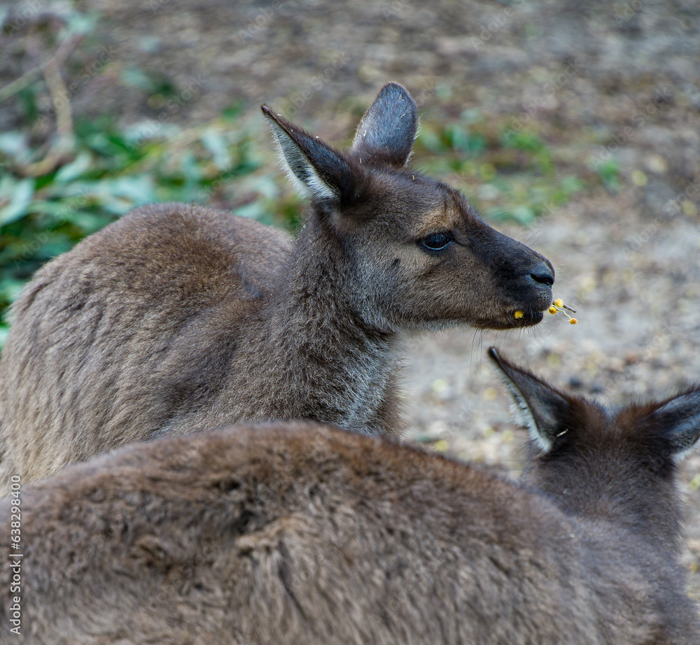 Australian Wildlife