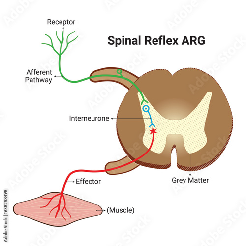 Spinal Reflex Design Vector design