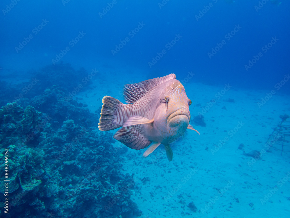 Napoleon fish in the depths of the Red Sea Napoleon fish in the depths of the Red Sea