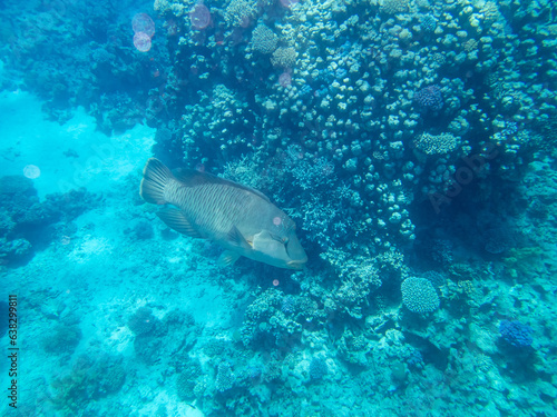 Napoleon fish in the depths of the Red Sea