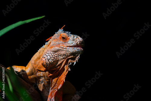 Close-up of common green iguana on a black background.
