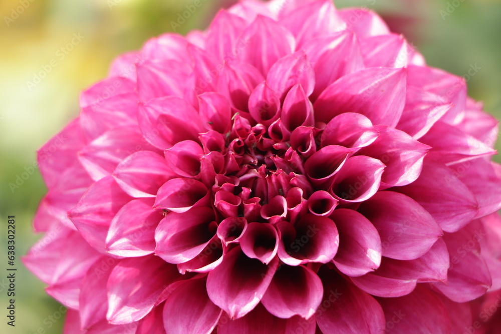 Dahlia flower closeup with sharp detail