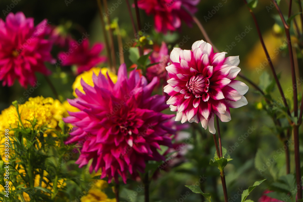 Obraz premium Beautiful pink dahlia Pink Dahlia